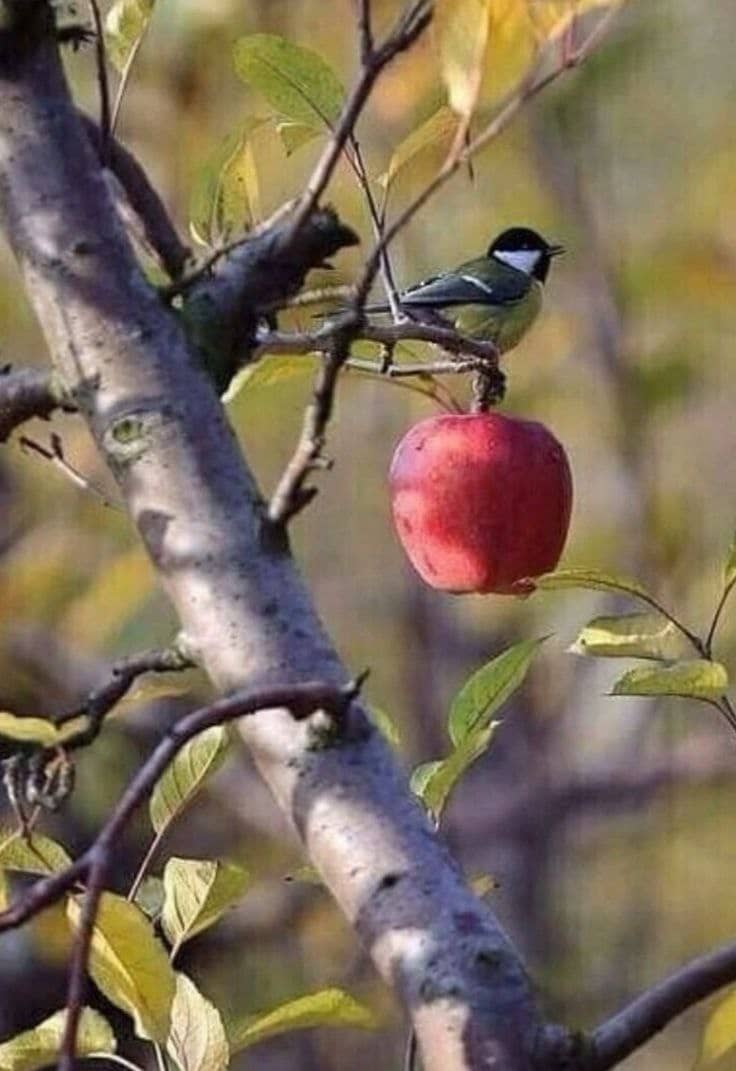 hoseyn